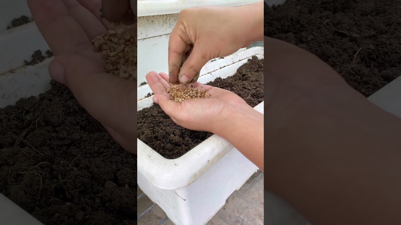 Growing coriander with cluster method!