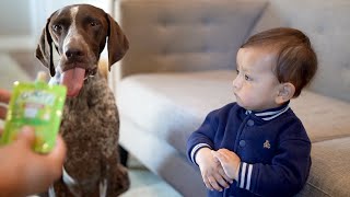 Dogs LOVE Baby Food?! Baby's Hilarious Reaction by Zazu Talks 12,897 views 7 months ago 2 minutes, 49 seconds