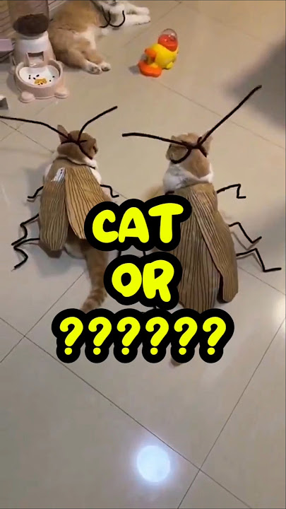IS THIS A CAT OR WHAT? #shorts #funny #cat