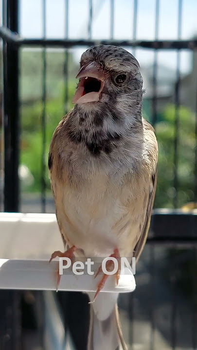 Blackthroat botswana jantan gacor suara jernih S2:E13 - Pet ON