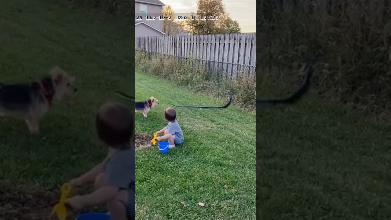 Brave Dog Saved The Baby From Snake 
