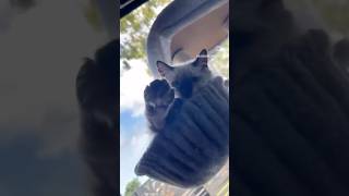 Black beans, soft light, softer kittens- Rich #cute #kitten #cat #shorts #funny #nz