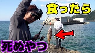 【猛毒】秋イカを釣るはずが毒魚パラダイスだった・・