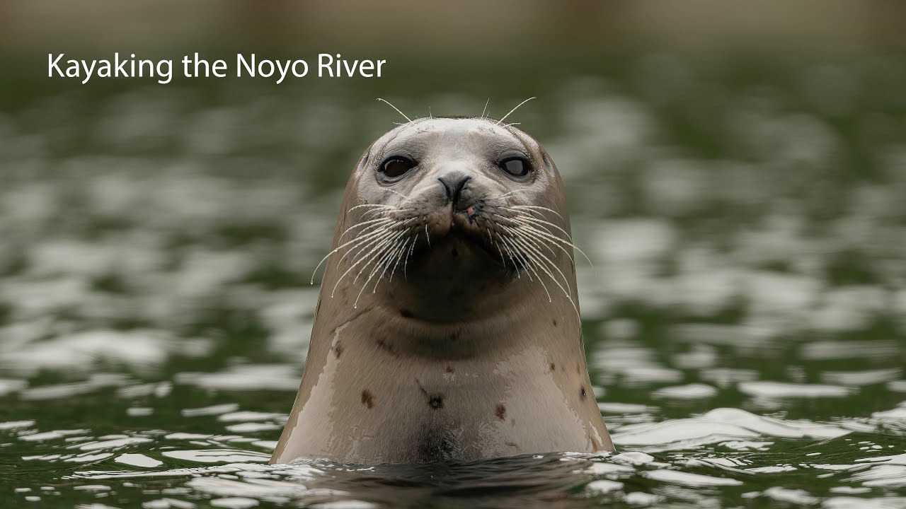 Noyo River kayaking trip in Fort Bragg, CA.