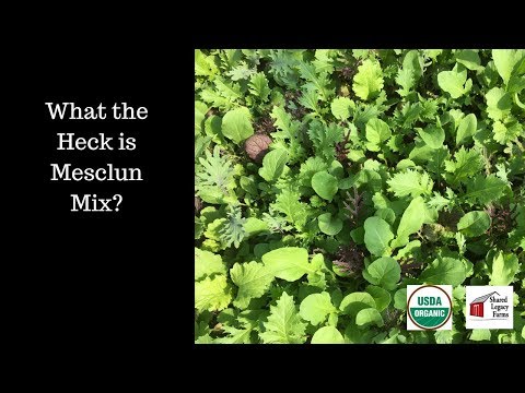 Видео: Growing Mesclun: Как да отглеждаме Mesclun Mix