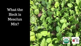 Mesclun Mix Tutorial