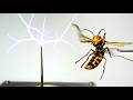 オオスズメバチを電気発生装置にあてると…ヤバすぎた