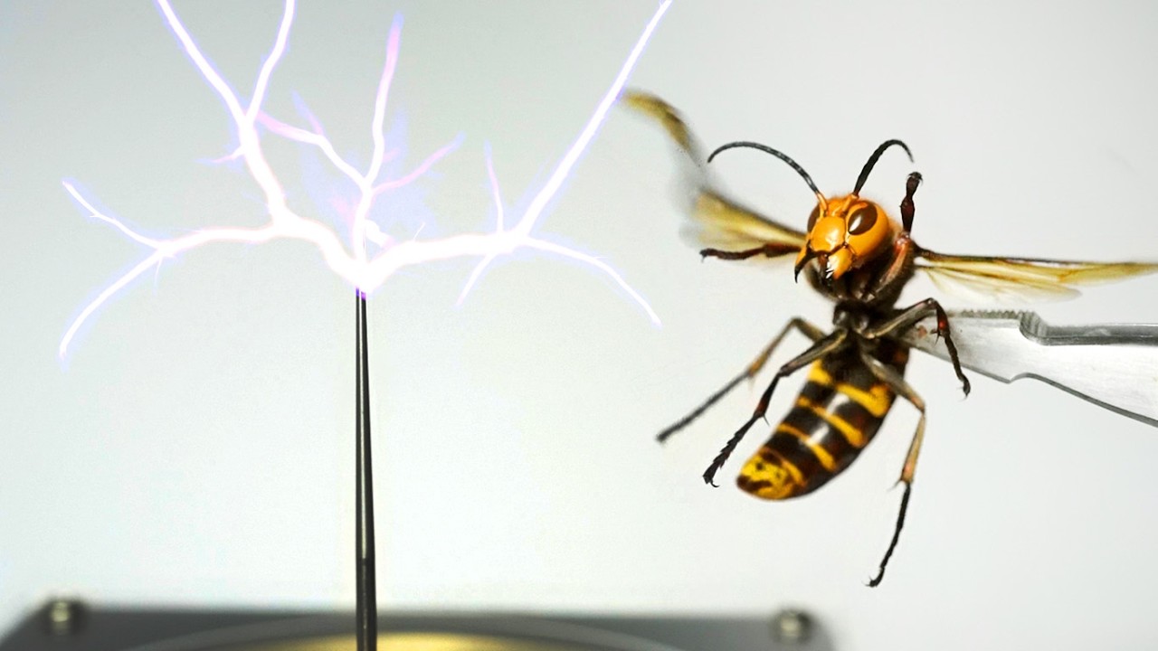 When I exposed a giant hornet to an electric generatorit was so