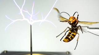 オオスズメバチをテスラコイル(放電装置)にあてると…ヤバすぎた