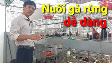 Làm cách nào để nuôi gà rừng mau dạn như thế này đây?