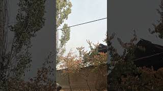 Срубили дерево Тополь! 26-10-2025