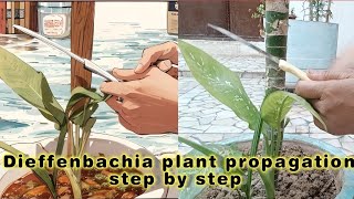 Dieffenbachia plant propagation, in Hindi, step by step