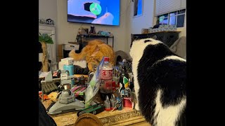 Monday Cat Quickie!