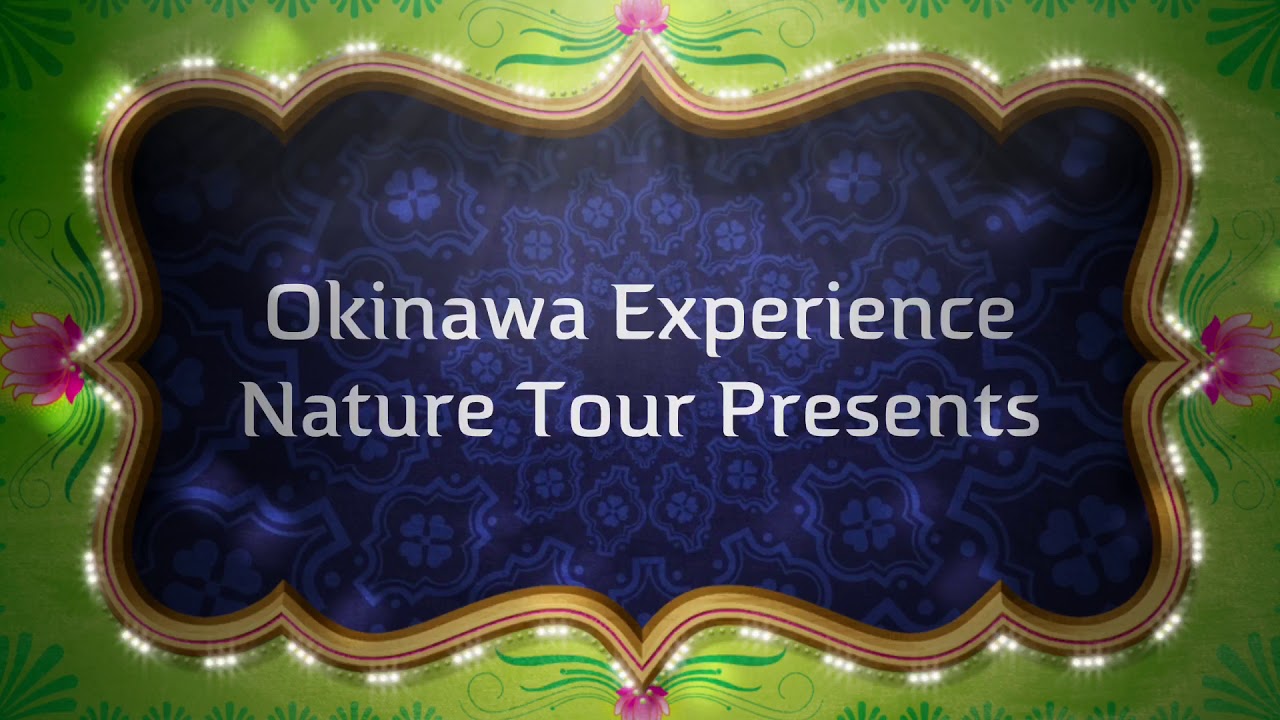 Okinawa Nature Experience Tours YouTube