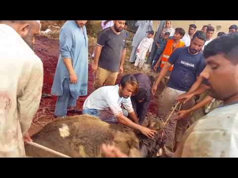 Yak Qurbani 2017 Nazimabad No.4