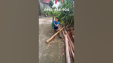 Máy cưa xích pin 15cel cắt gỗ tỉa cành dụng cụ làm vườn #maycuaxichpin #maucuapin