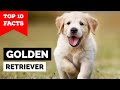 Golden Retriever - Top 10 Facts の動画、YouTube動画。
