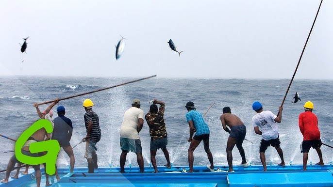 Sustainable Pole and Line TUNA Fishing in the Maldives