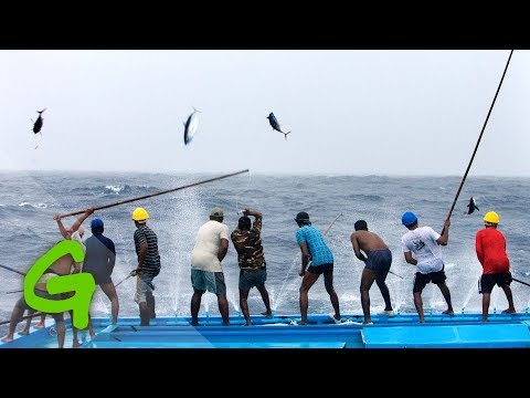 Catching tuna Maldivian style - Greenpeace 