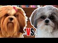 LHASA APSO vs SHIH TZU - Comparação entre as raças の動画、YouTube動画。