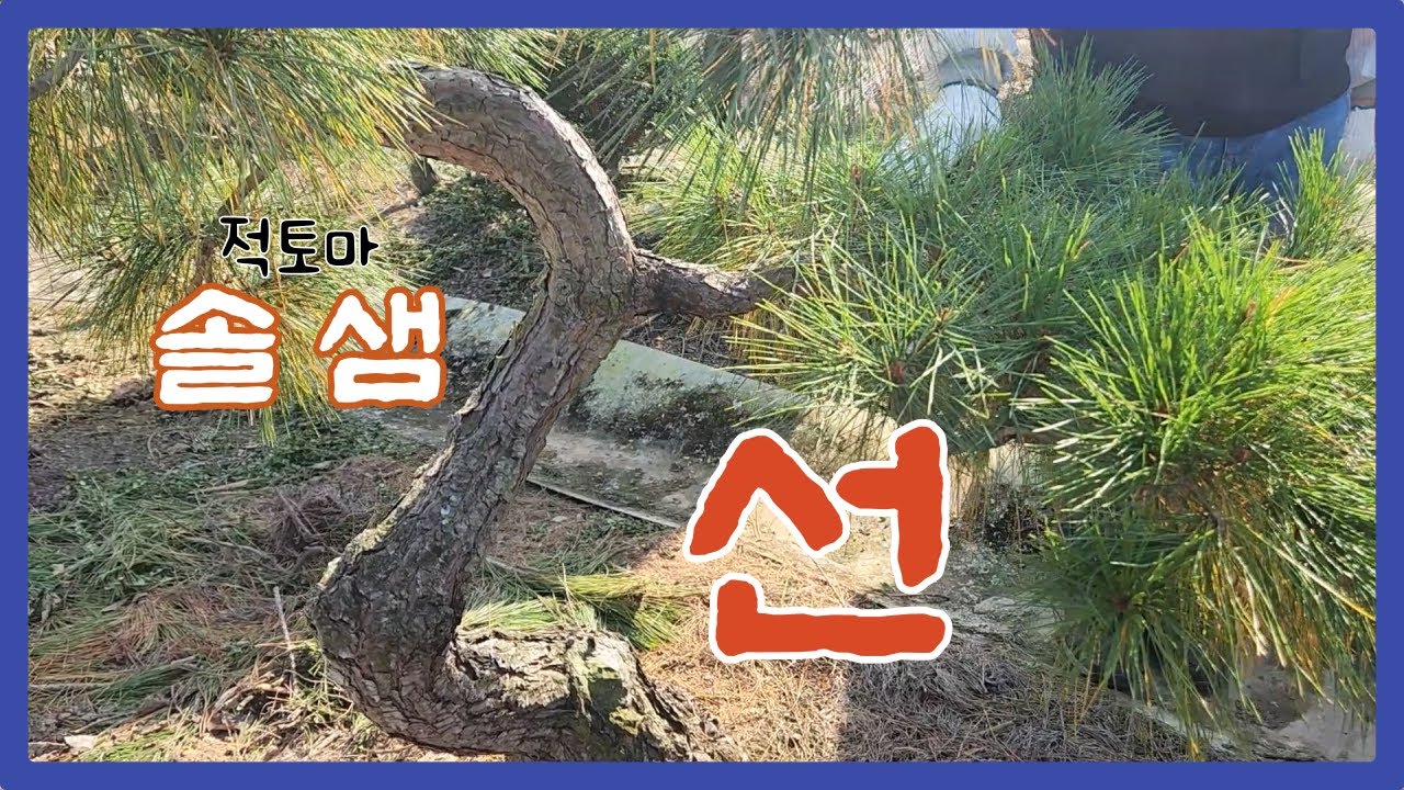 솔샘의 줄기선과 가지선 이야기 - YouTube