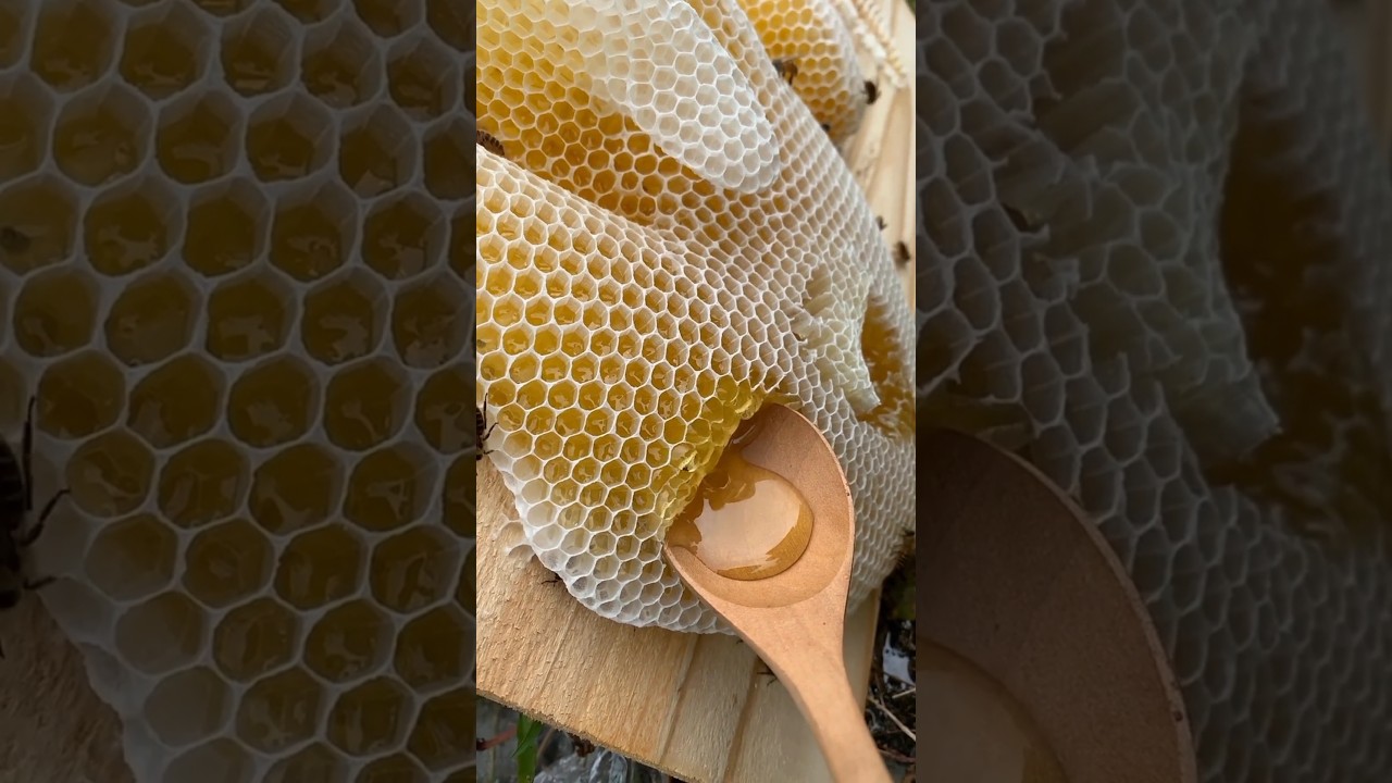 Honey in spoon #shorts #honey #harvesting #wildhoney #relaxing #viral2024