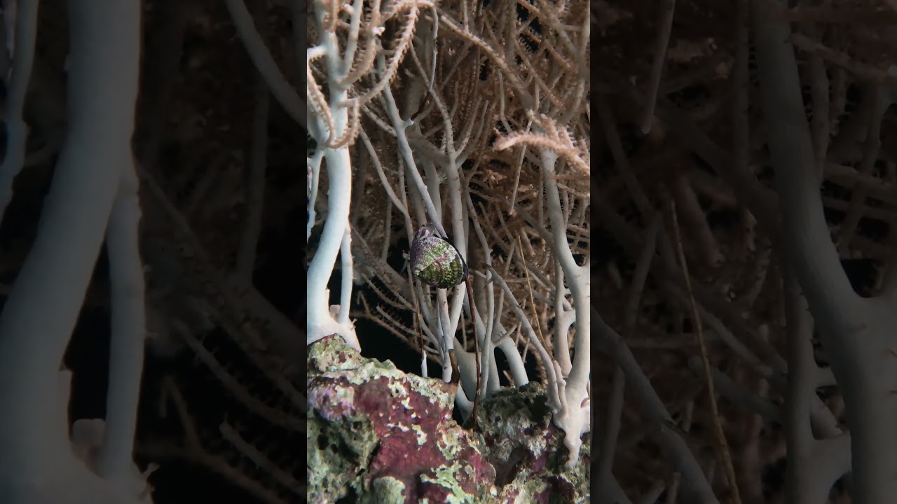 Trochus snail spawn! 