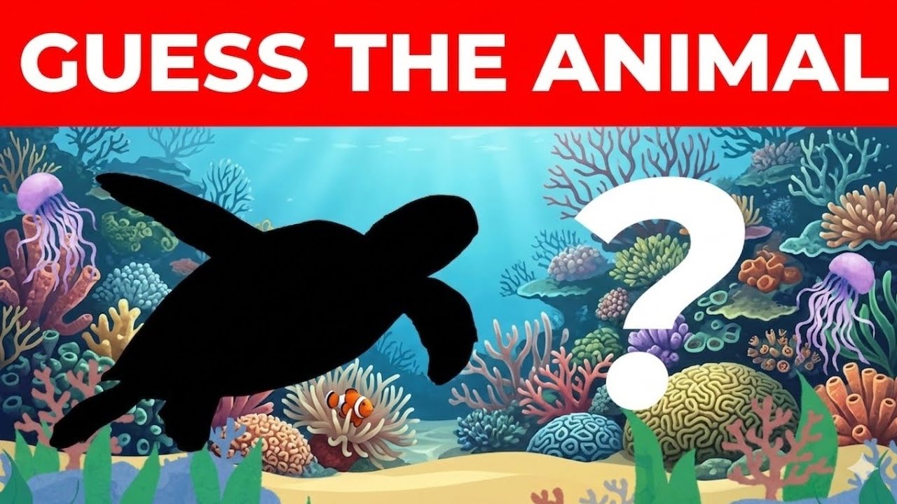 Guess the Sea Animal Shadow Quiz | Fun Ocean Animals Trivia for Kids ...
