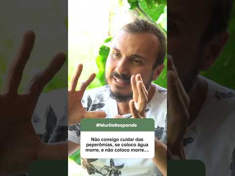 Vídeo: Ervas e especiarias espanholas - Guia para o cultivo de ervas espanholas no jardim