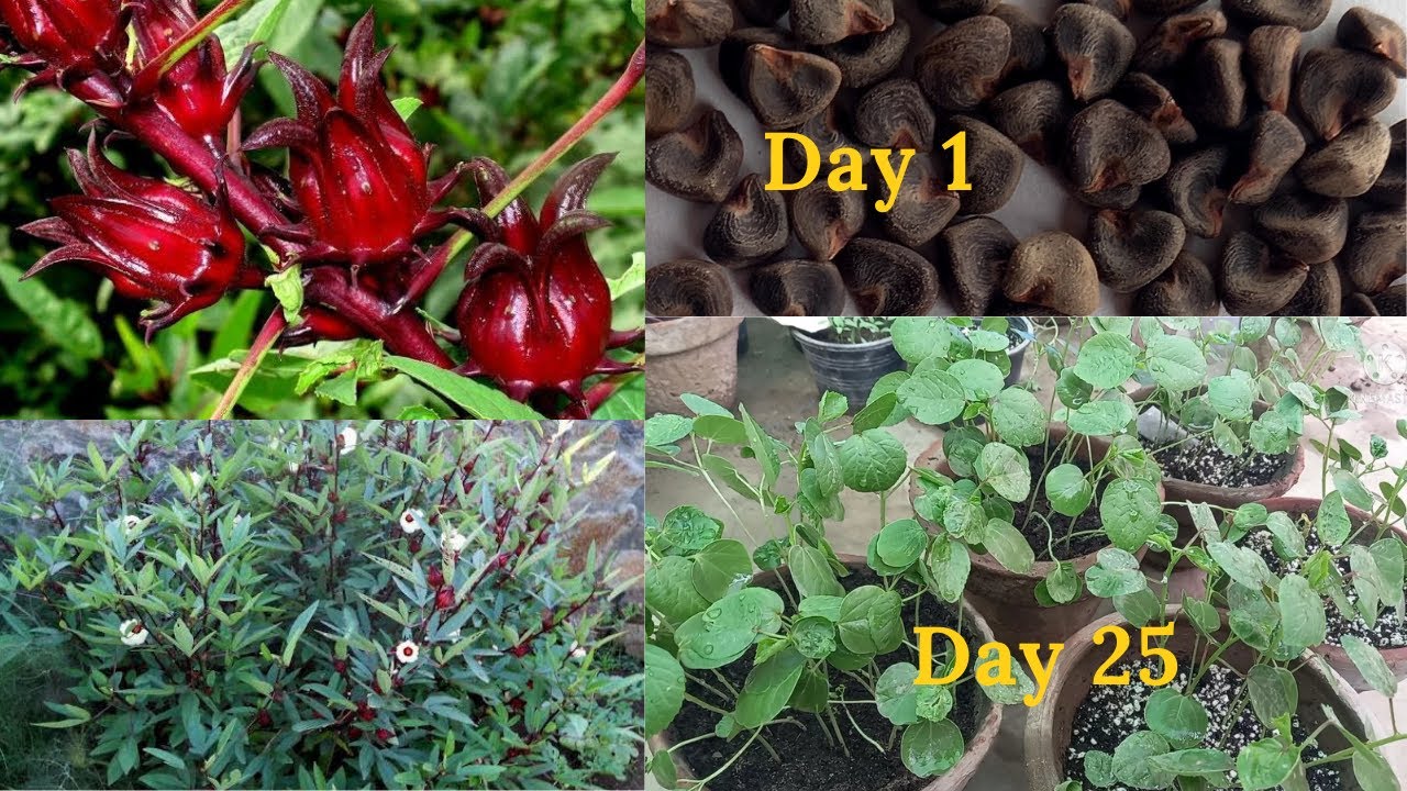 Grow And Care Roselle Herb From Seed In Pakistan Hibiscus Sabdariffa