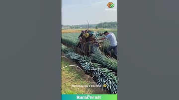 This Green Onion Harvester is a BEAST! Oddly Satisfying Farm Machinery ASMR! #farming #satisfying