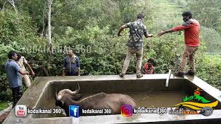 Bison Rescued From Water Tank | kodaikanal