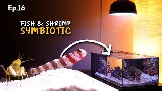 A Symbiotic Saltwater Wheeleri and Ochrostriatus | Ep.16 Nano Reef Competition