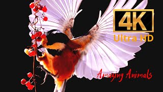 Tit bird #58 | Amazing Animals 4K | Beautiful music