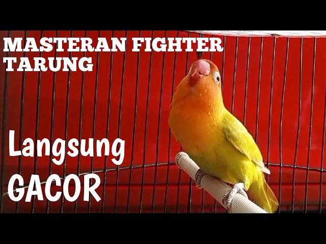 Masteran jeda rapat | burung labet jenis apapun cepat terlatih gacor ngekek panjang class=