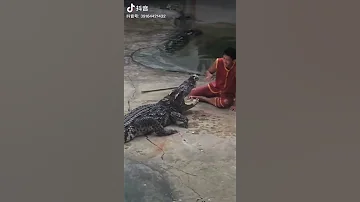 التمساح كاد ان يقطع يد مدربه 