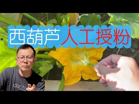 西葫芦人工授粉 轻轻点几下 西葫芦吃不完 后悔以前不知道 在保鲜层保存 Youtube