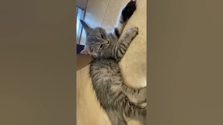 Video 2634791: silver siberian forest kitten, kitten purr, kitten show