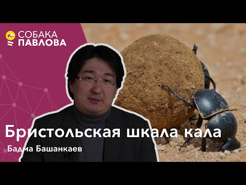 Бристольская шкала кала - Бадма Башанкаев//цвет стула, форма стула, синдром раздраженного кишечника