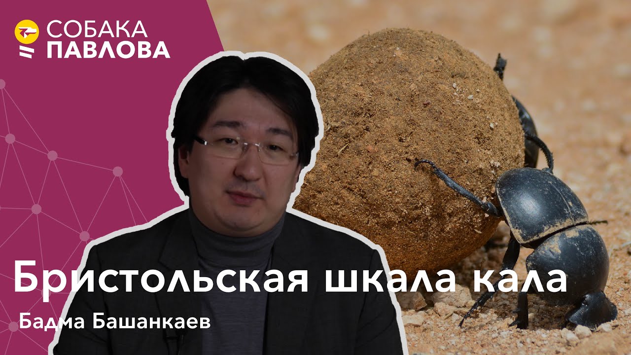 Бристольская шкала кала - Бадма Башанкаев//цвет стула, форма стула, синдром раздраженного кишечника