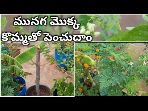 మునగ మొక్క కొమ్మతో పెంచుదాం || 100% result || How to grow drumstick plant with cutting || Munaga