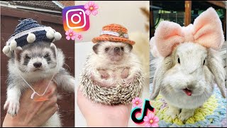 SUPER CUTE PETS - Funny pets compilation by Pet Blade 400 views 2 years ago 5 minutes, 19 seconds
