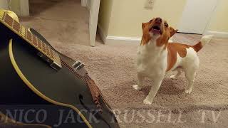 SINGING DOG! Nico The Jack Russell Terrier,  Subscribe!