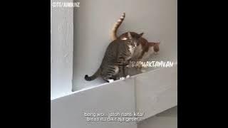 BARUAK TAMVAN - KOMPILASI DUBBING #75