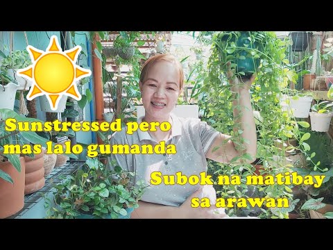 Video: Sun Loving Houseplants – Ang Mga Halamang Gusto ng Maliwanag na Araw sa Loob