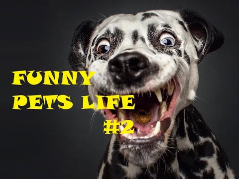 Funniest video for pets - YouTube
