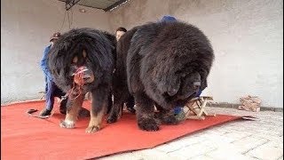 how tall can a tibetan mastiff get