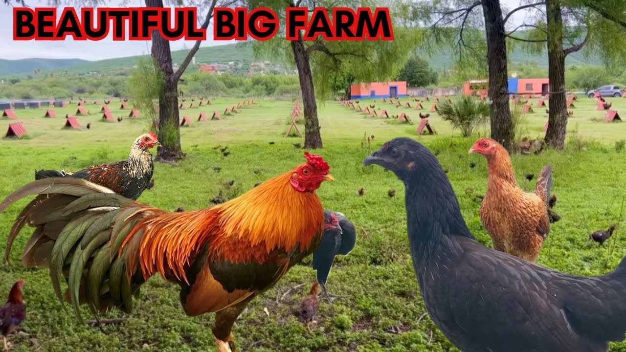 Beautiful Big Farm Free Range Feeding Time - Best Farm Mexico Gueromel ...