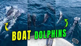 Dolphin Pod Swims Close to a Boat