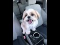 Shih Tzu Cuteness Level: 1000% 🔥🐶